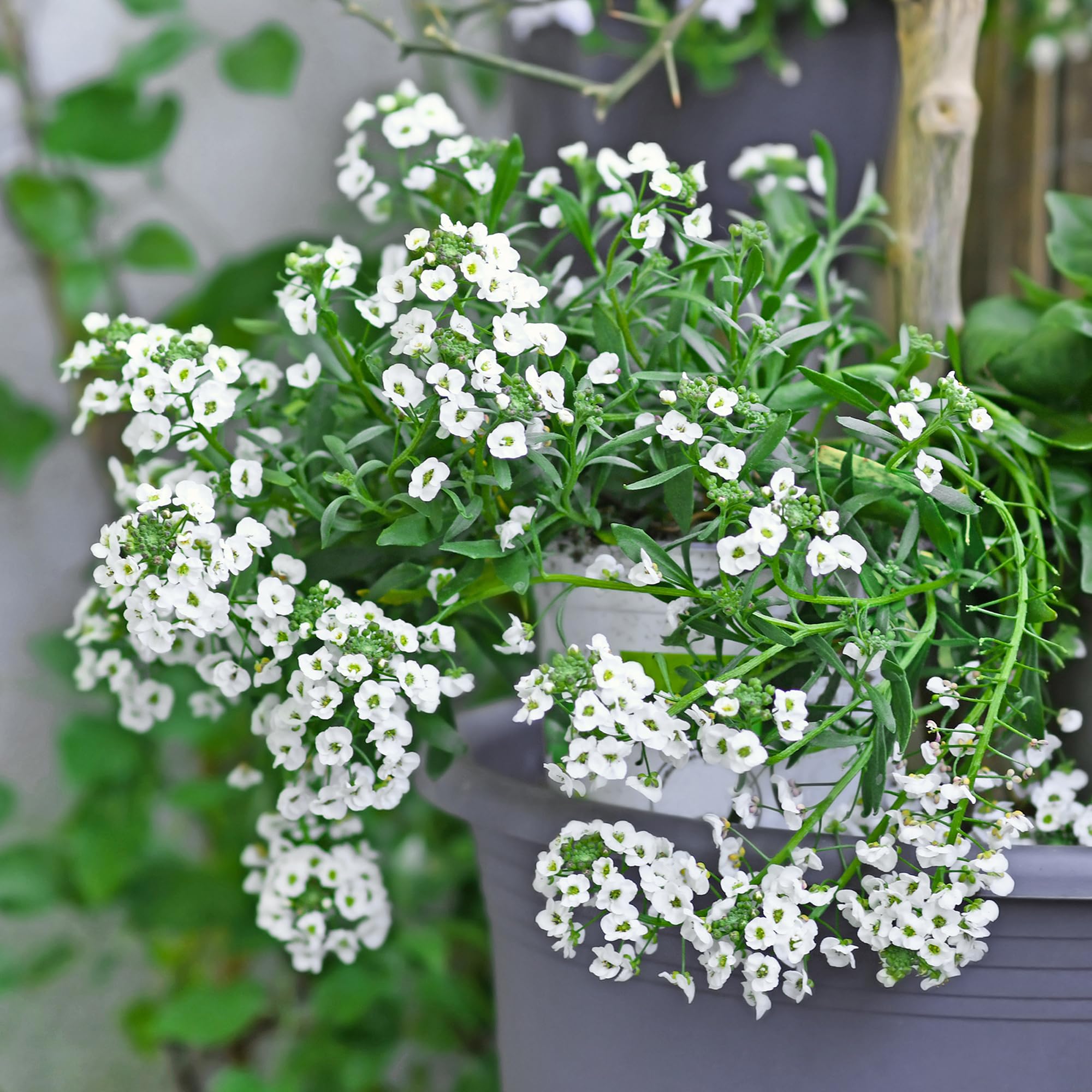 Back to The Roots 100% Organic Heirloom Seeds - Alyssum Flowers Value Pack (200mg Total) - Image 8