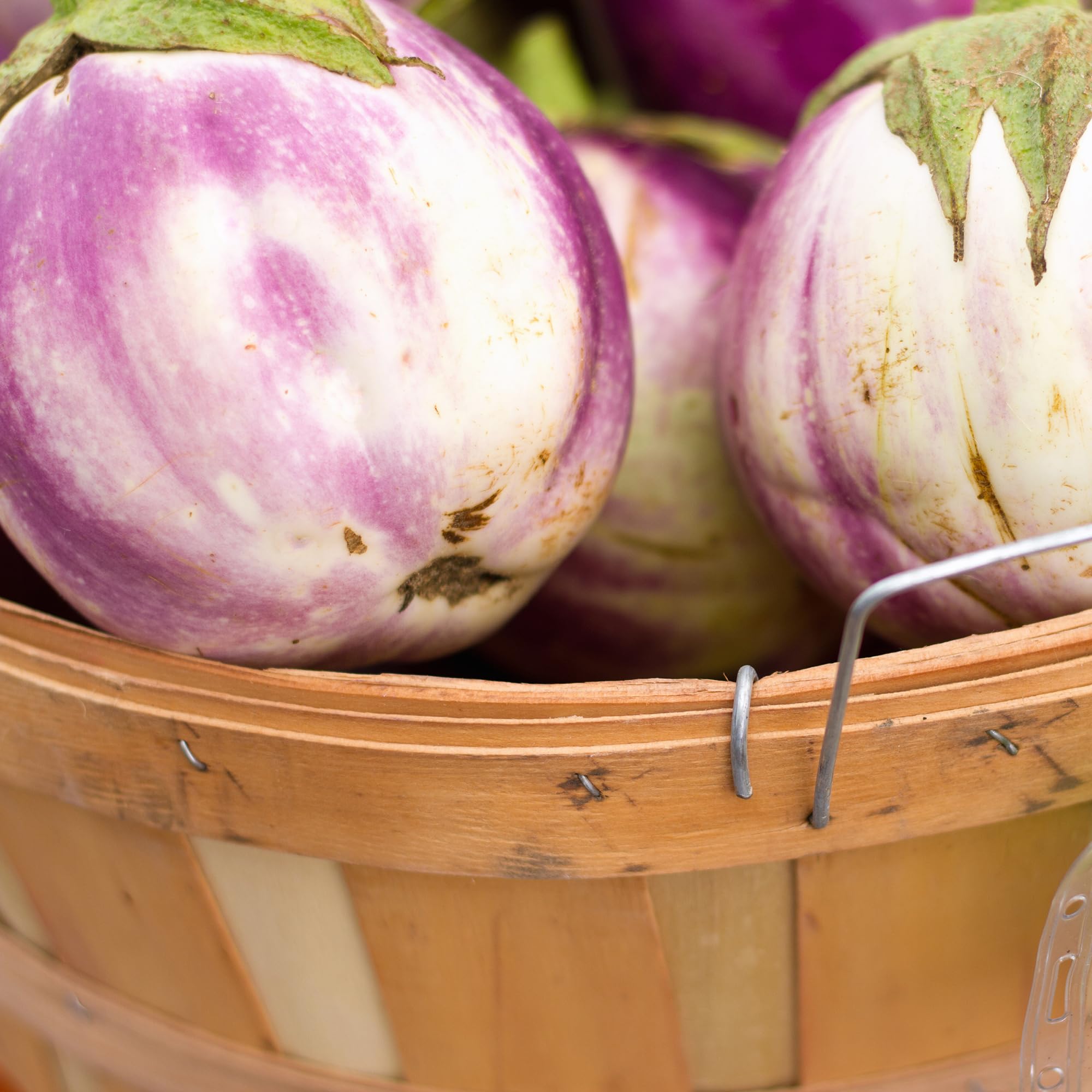Back to The Roots 100% Organic Heirloom Seeds - Eggplant 'Guinea Squash' Value Pack (280mg Total) - Image 6