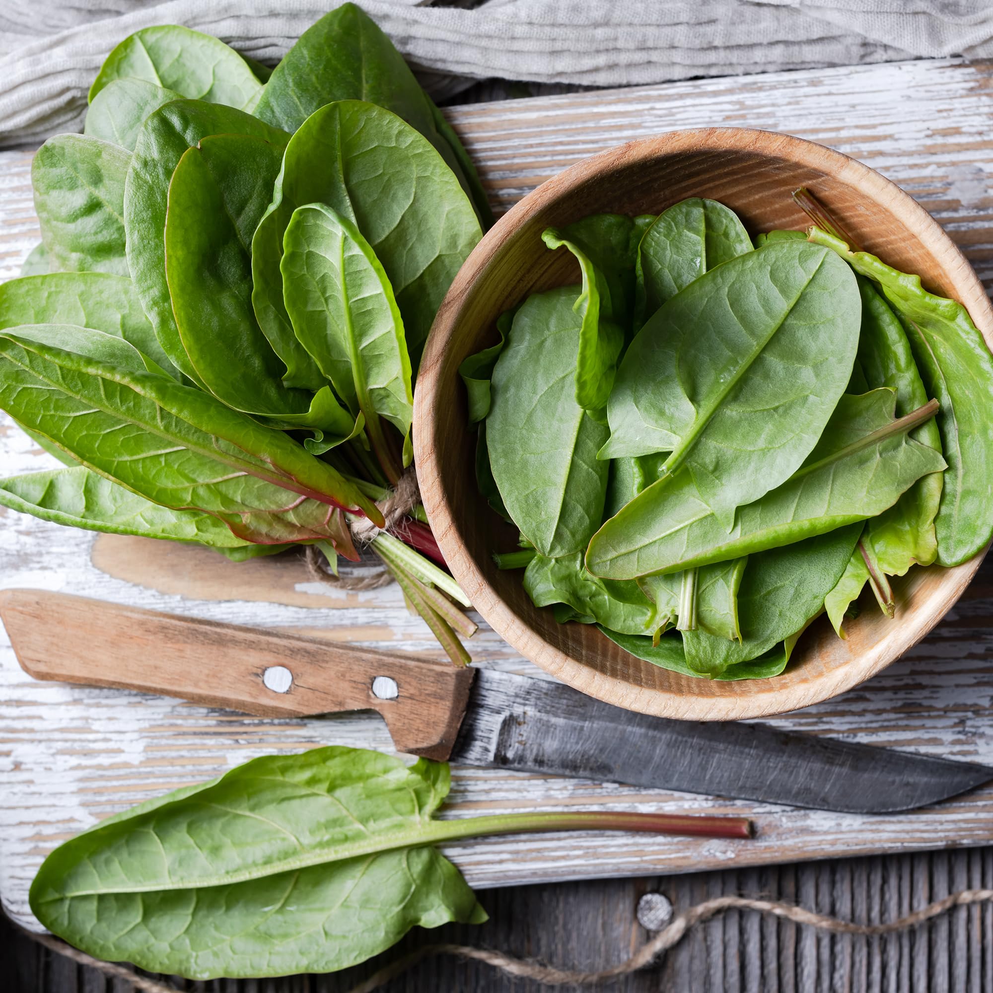 Back to The Roots 100% Organic Heirloom Seeds - Large Leaf Sorrel Value Pack (1.5g Total) - Image 6