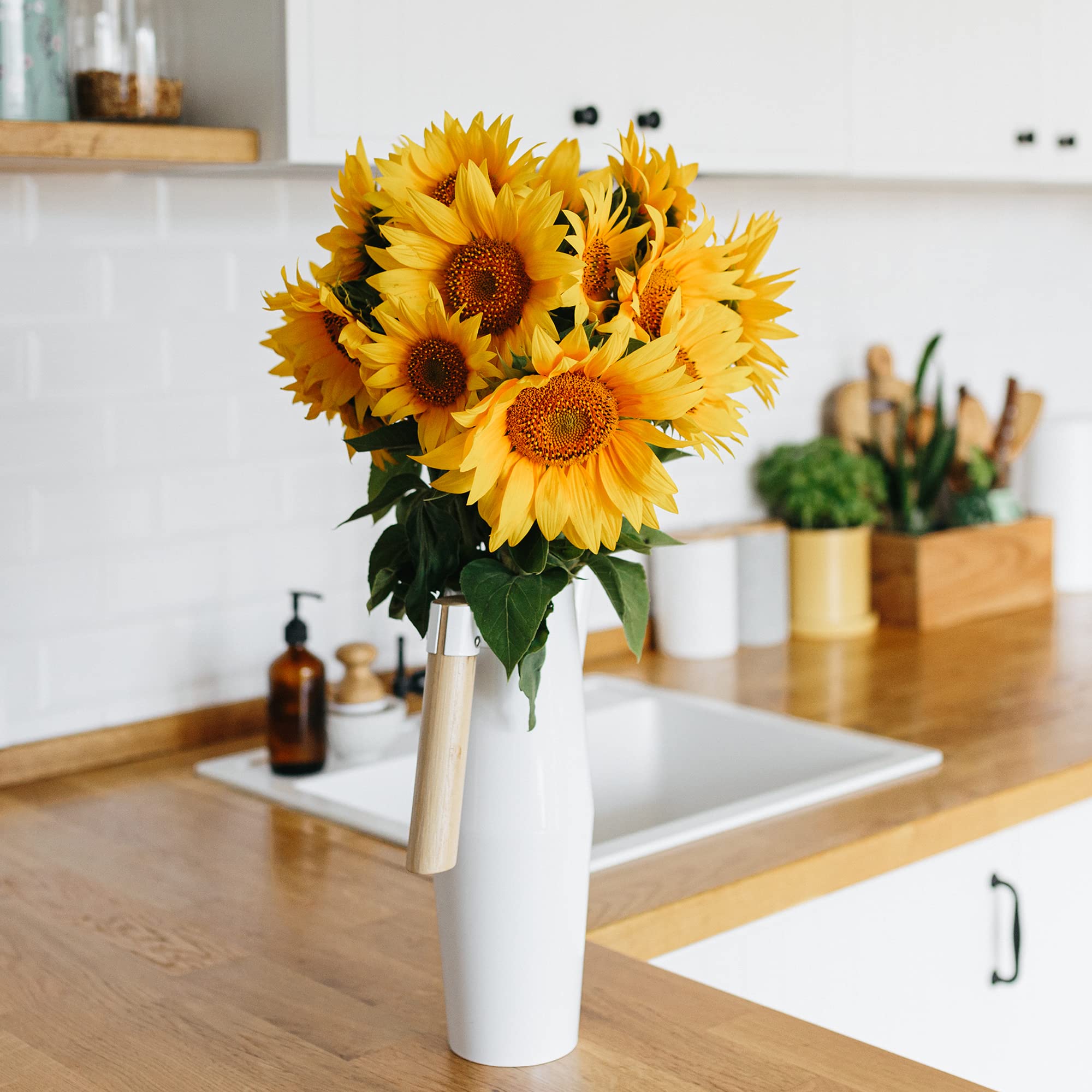 Back to The Roots 100% Organic Heirloom Seeds - Mammoth Giant Sunflower Value Pack (4.8g) - Image 8