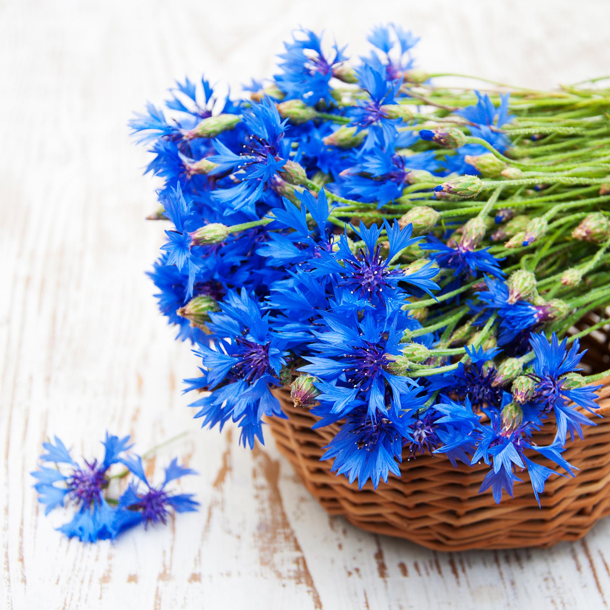 Back to The Roots 100% Organic Seed Packet - Bachelor Buttons 'Jubilee' 420mg - Image 8