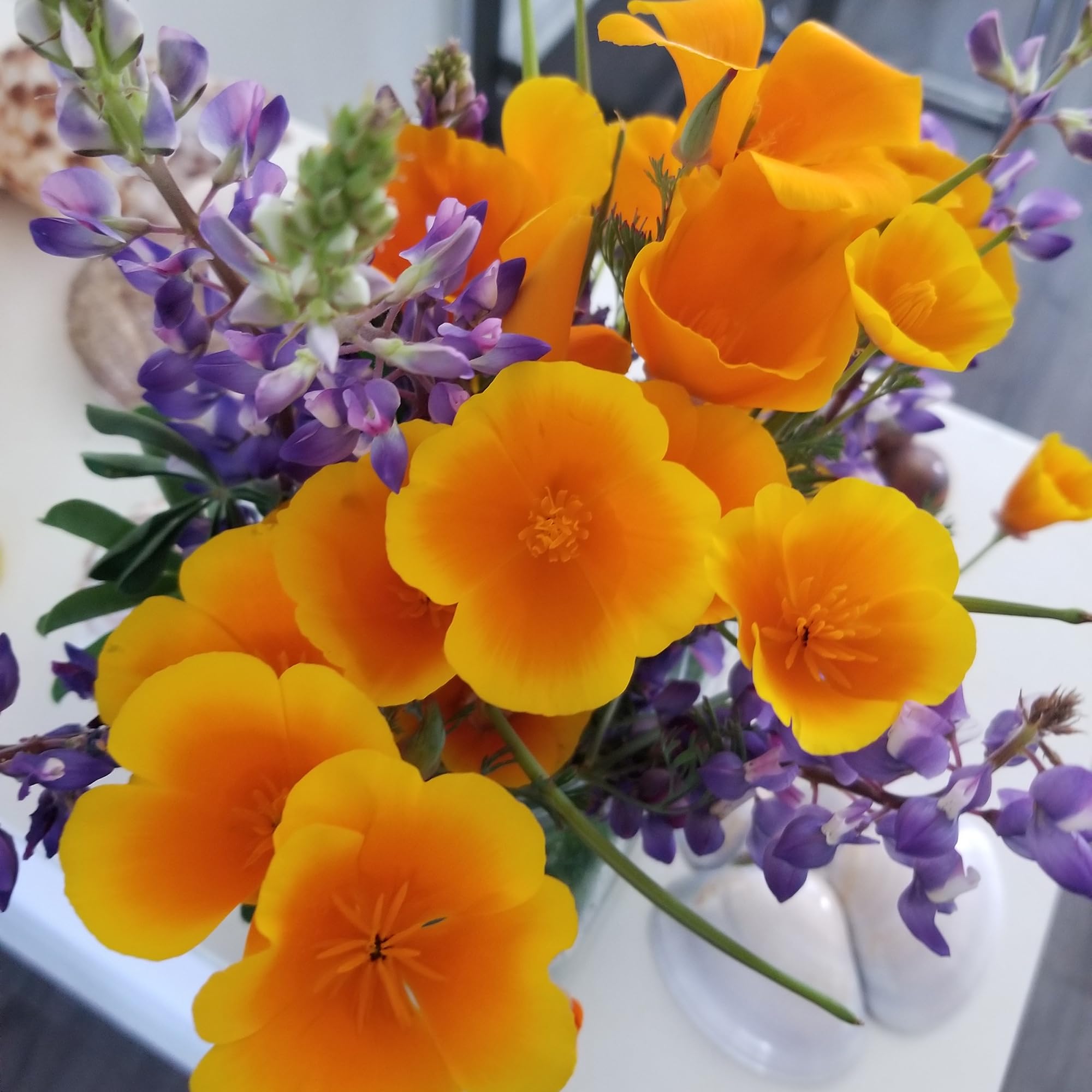 Back to the Roots 100% Organic Seed Packet - Poppy 'California' - Image 7