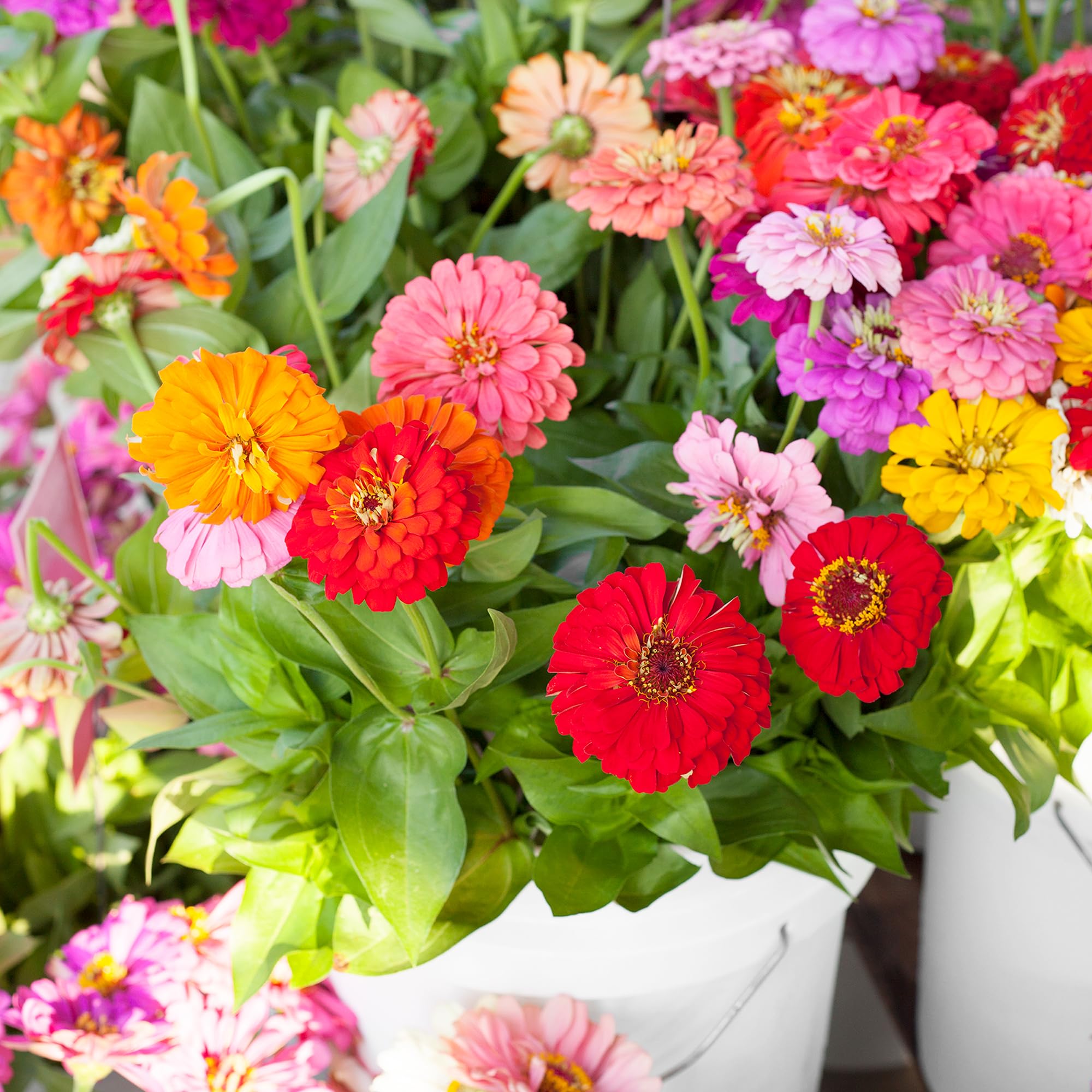 Back to The Roots 100% Organic Seed Packet - Zinnia 'California Giants' 210mg - Image 7