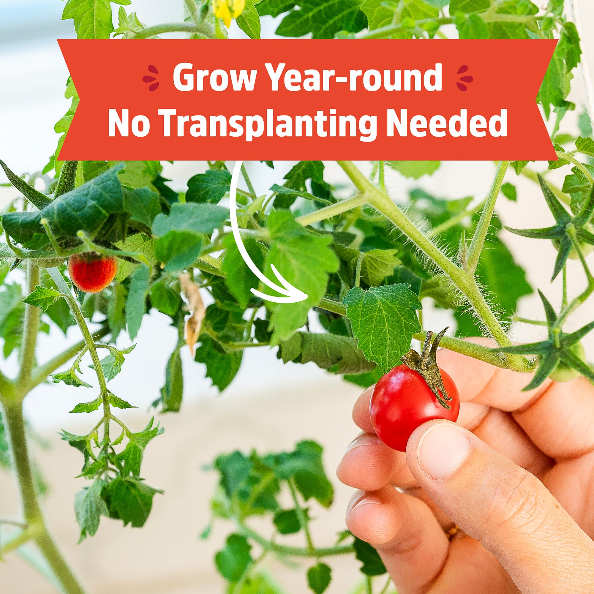 Back to the Roots Cherry Tomato Organic Windowsill Planter Kit - Grows Year Round, Includes Everything Needed For Planting - Image 4