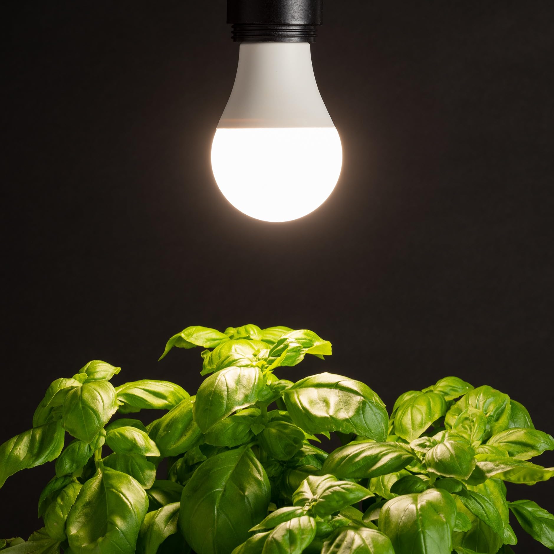 Back to The Roots Full Spectrum LED Grow Lights Value 2-Pack - Image 5