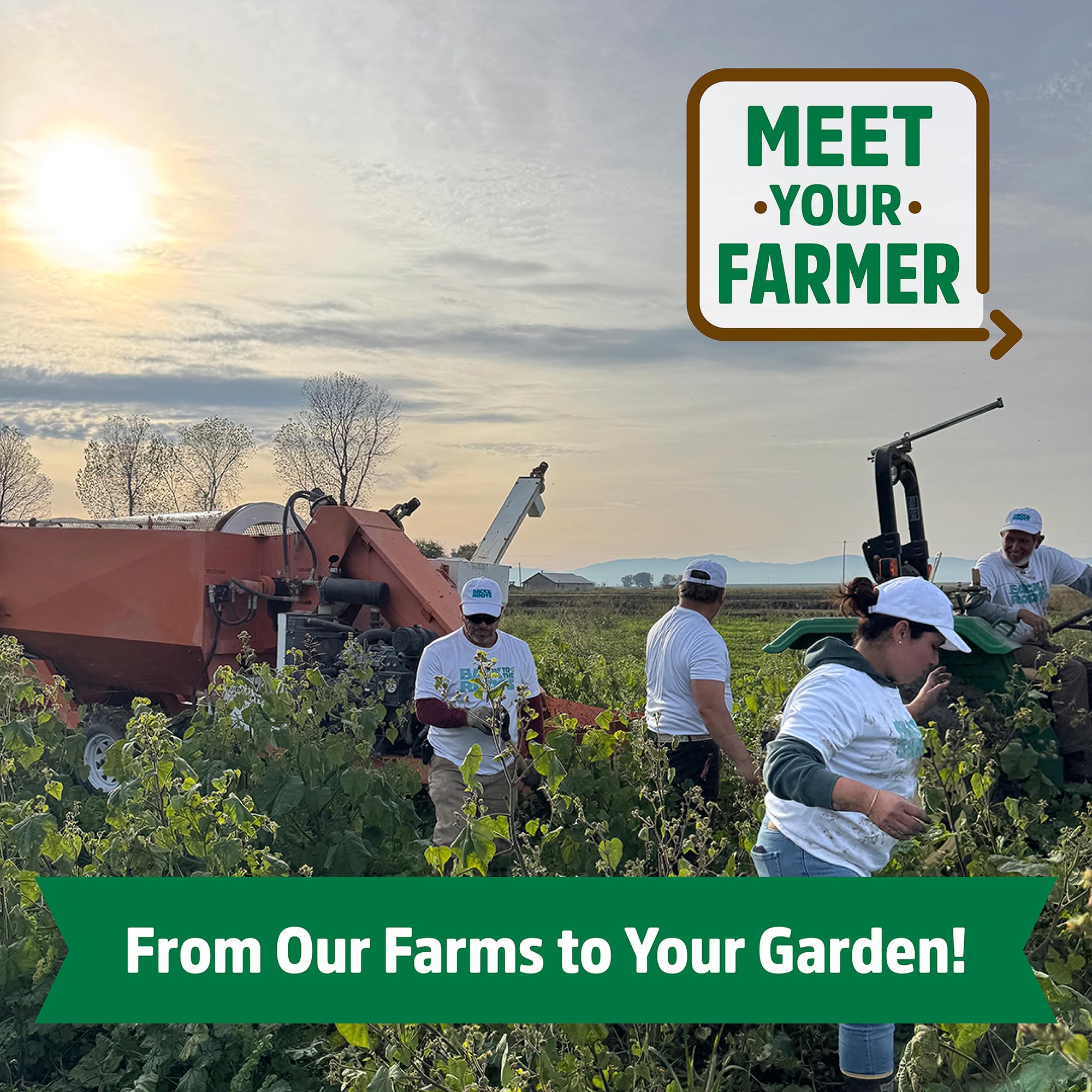 Back to The Roots 100% Organic Heirloom Seeds - Daisy Flower Value Pack (600mg Total) - Image 4