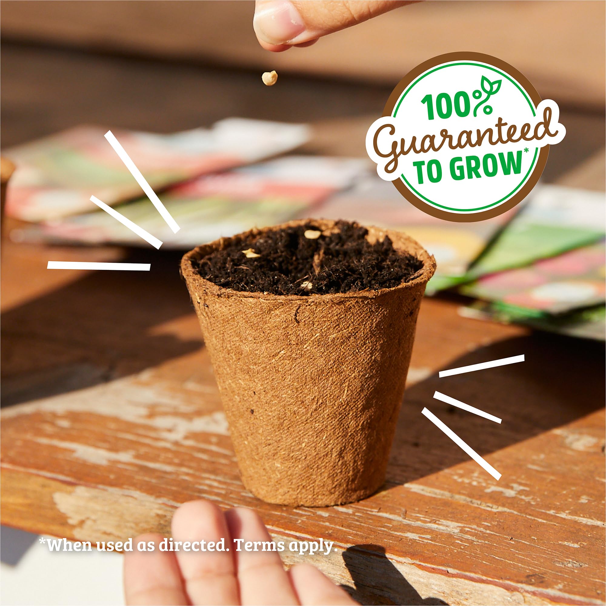 Back to The Roots 100% Organic Heirloom Seeds - Daisy Flower Value Pack (600mg Total) - Image 6