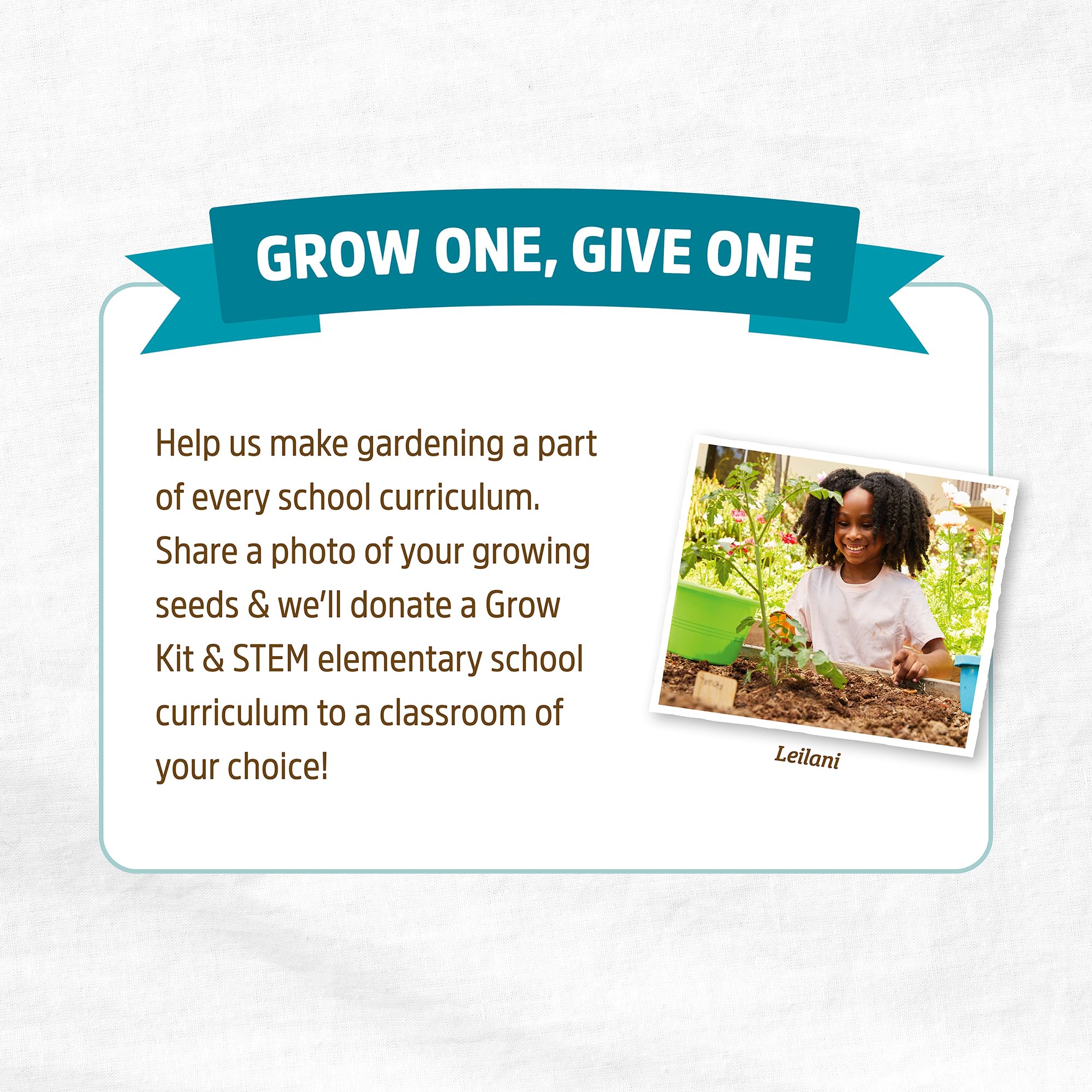 Back to The Roots 100% Organic Heirloom Seeds - Daisy Flower Value Pack (600mg Total) - Image 7