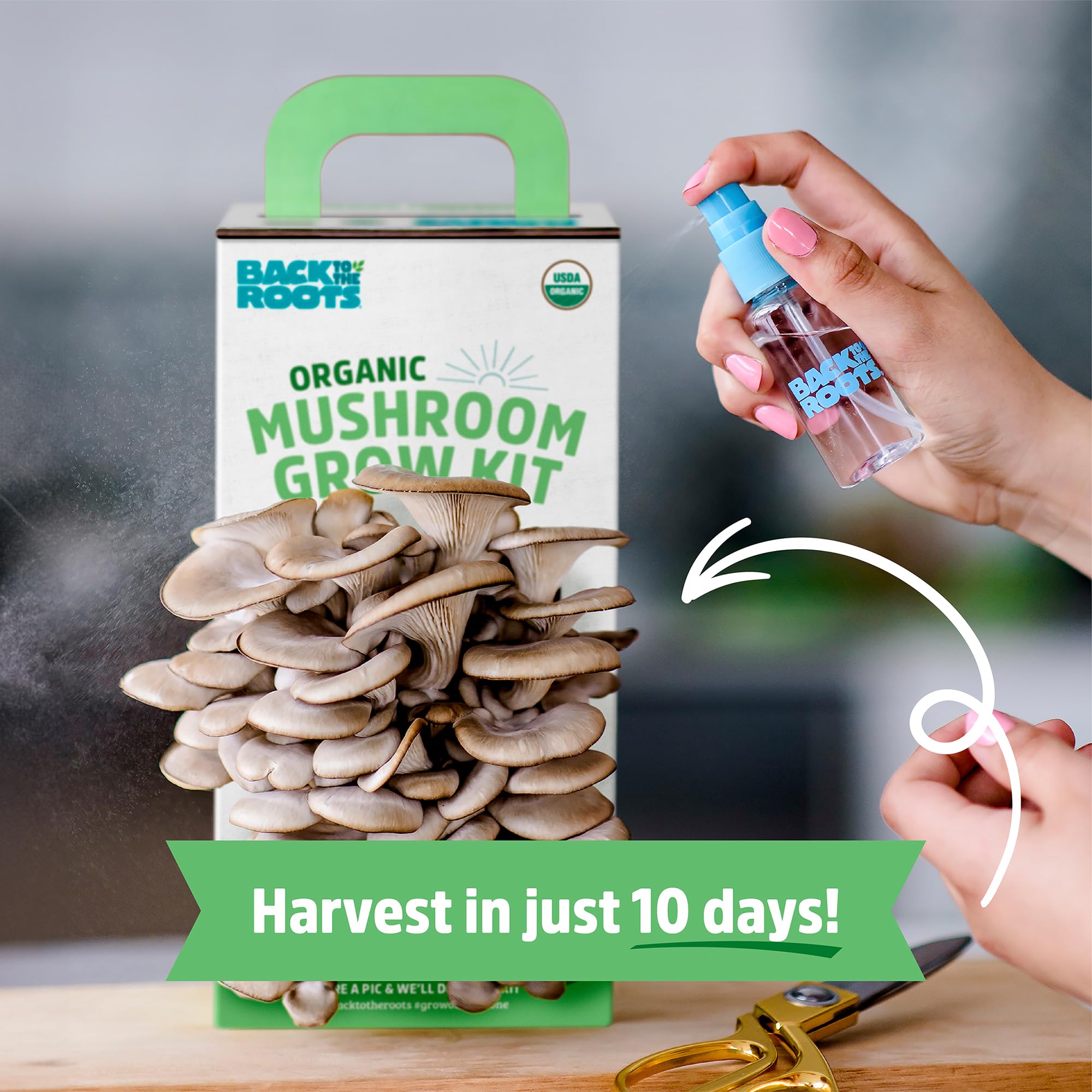 Back to the Roots Organic Oyster Mushroom Grow Kit, Harvest Gourmet Mushrooms In 10 Days - Image 4