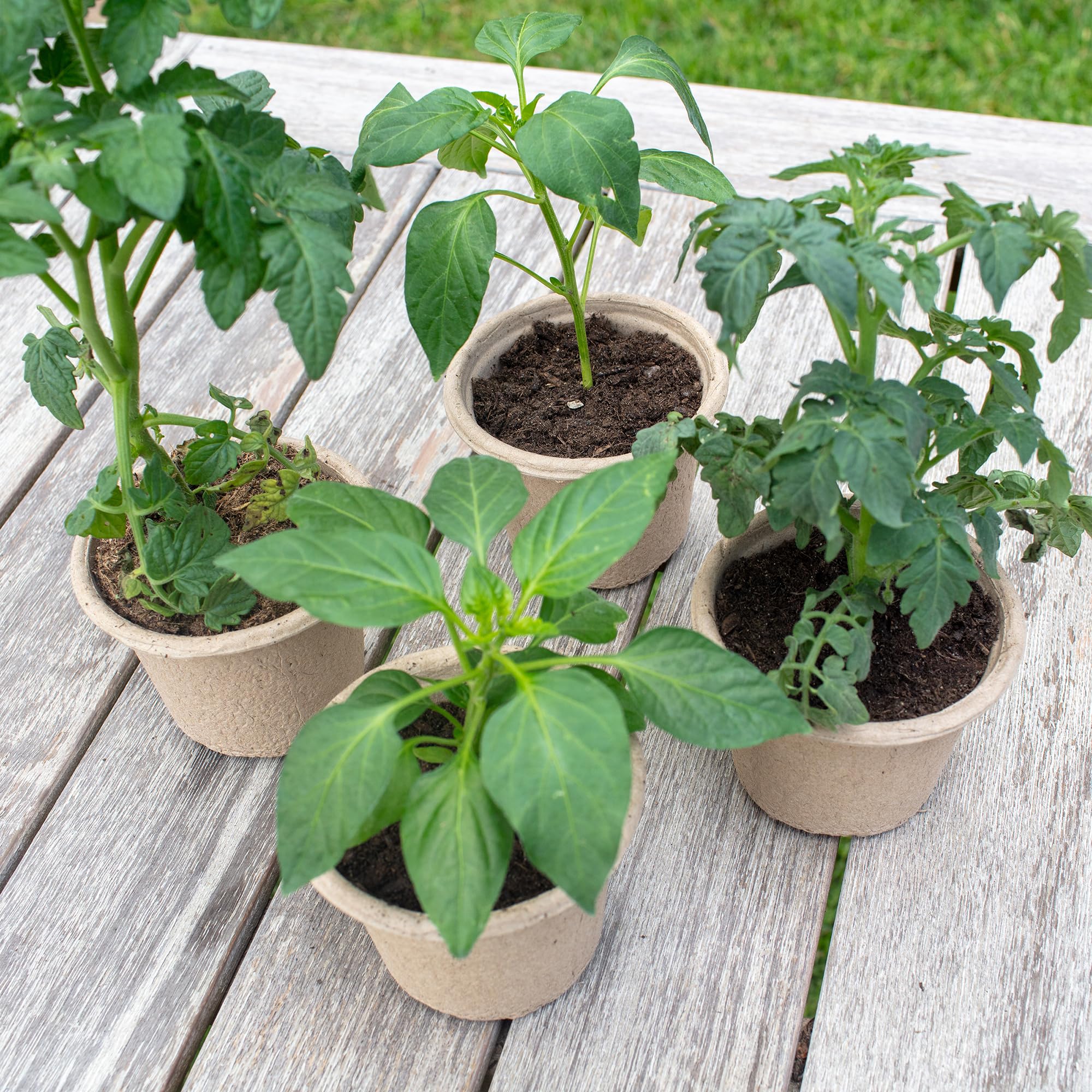 Back to the Roots Organic & PLANTABLE 4.25" Wide Seed Starting POTS (8 CT) - Image 9