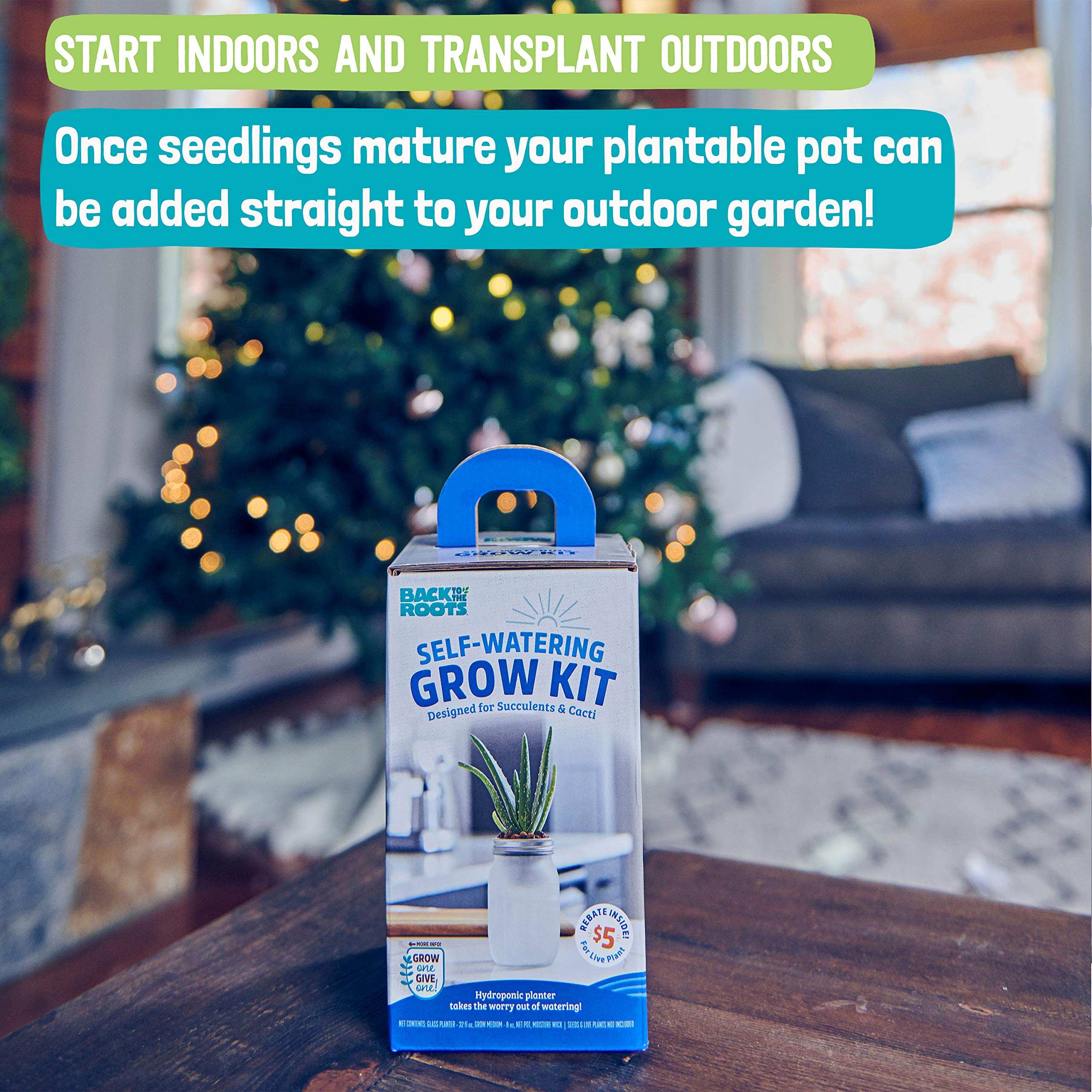 Back to The Roots Self Watering Grow Kit - Glass Hydroponic Planters for Succulents and Cacti Self-Watering System - Image 4